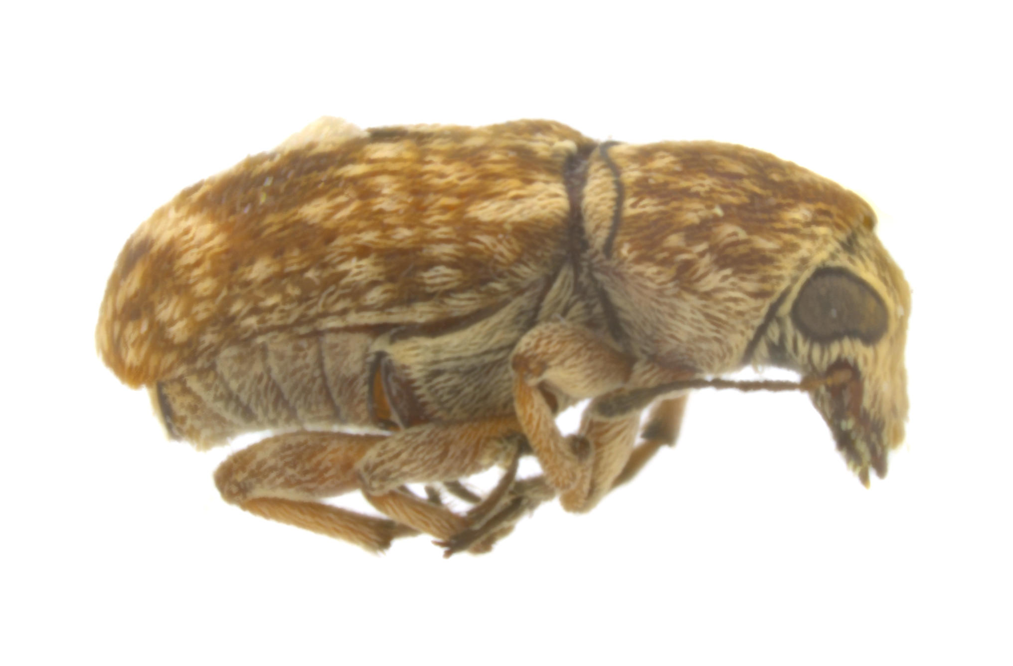 Ormiscus variegatus Santa Cruz Island. Specimen housed in the ICCDRS collection (ICCDRS 9814). Photo: María Sol Herrera, CDF, 2024.